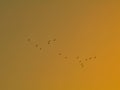 Silhouette flock of birds isolated on colorful sky background