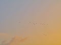 Silhouette flock of birds isolated on colorful sky background