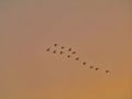 Silhouette flock of birds isolated on colorful sky background