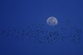 Silhouette of flock birds migrating flying in front of moon against blue night sky