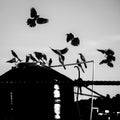 Silhouette of a flock of birds perched and some flying around a huge tank in a farm