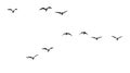 Silhouette of a flock of birds on a white background