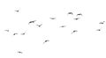 Silhouette of a flock of birds on a white background Royalty Free Stock Photo