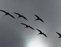 Silhouette of a flock of brown pelicans flying over the gray stormy sky