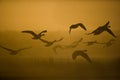 Silhouette of a flock of Canada geese lying off, London