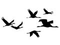 Silhouette of a flock of cranes in flight on a transparent background Royalty Free Stock Photo