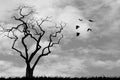 Silhouette of a flock of crows flying in the cloudy sky towards a large leafless tree.