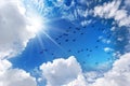 Silhouette of a Flock of Ducks against a Blue Sky with Cumulus Clouds