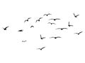 Silhouette Flock of Flying Birds. flying birds on white background. vector illustration