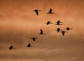 Silhouette of a flock of flying cranes, birds against the sunset sky Royalty Free Stock Photo