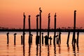 Silhouette of a flock of pelicans perched atop wooden posts in a tranquil body of water