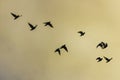 The silhouette of a flock of pigeons flying under the golden sky Royalty Free Stock Photo