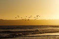 Silhouette Of Flock Of Seagulls Over Ocean At Sunset Royalty Free Stock Photo