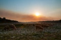 Silhouette of a flock of sheep in the beautiful sunset light, eating in a meadow