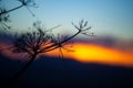 Silhouette of florence fennel at sunset