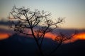 Silhouette of florence fennel at sunset