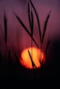 Silhouette Flower Grass. Sunset behind the grass flowers. red sun in purple sky.