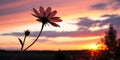 Silhouette of flower at sunset Royalty Free Stock Photo