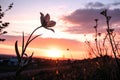 Silhouette of flower at sunset Royalty Free Stock Photo