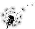 Silhouette of a flowering dandelion