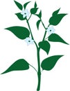 Silhouette of flowering plant