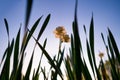 Silhouette of flowers and grass on the bright sky background. View from below. Blooming season. Royalty Free Stock Photo