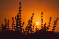 Silhouette flowers photo of sweet basil trees