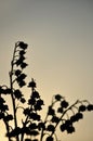 Silhouette of flowers at sunset. Royalty Free Stock Photo