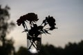 Silhouette of flowers, three roses, in a transparent glass, against the sky of the sunset sky. selective focus, copy space, Royalty Free Stock Photo