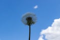 Silhouette of a fluffy dandelion close-up on a background of blue sky. One transparent dandelion with seeds, copy space, soft Royalty Free Stock Photo