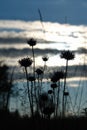 A silhouette of fluffy flowers of Jasione montana (sheep`s bit scabious, blue bonnets, blue daisy)