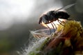 silhouette fly on grassflower Royalty Free Stock Photo