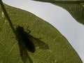 Silhouette of a fly on a green leaf from back side macro view Royalty Free Stock Photo