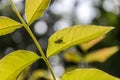 Silhouette of a fly on a plant leaf Royalty Free Stock Photo