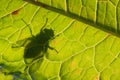 Silhouette of fly on leaf Royalty Free Stock Photo