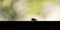 Silhouette of a Fly and Window Ledge in Front of a Dirty Window