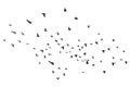 Silhouette of flying birds isolated on white background Royalty Free Stock Photo