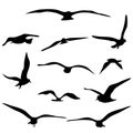 Silhouette of flying birds set. isolate on a white background. Vector illustration Royalty Free Stock Photo