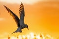 Silhouette of flying common tern. Flying common tern on the red sunset sky background. Scientific name: Sterna hirundo. Royalty Free Stock Photo