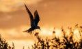 Silhouette of flying common tern. Flying common tern on the red sunset sky background. Scientific name: Sterna hirundo. natural Royalty Free Stock Photo