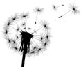 Silhouette with flying dandelion buds
