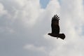 Silhouette of a flying eagle upon the sky with tue wide open wings. Feathers, legs and the open mouth is glorifying the picture