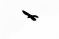 Silhouette Of A Falcon In Flight, Black Isolated On White