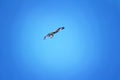 Silhouette of flying osprey