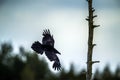 Silhouette of a flying Raven against the sky