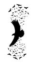 Silhouette of a flying raven. vector illustration. vector outline of raven Royalty Free Stock Photo