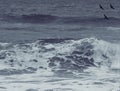 Silhouette of a flying sea bird flock above rough ocean sea water background in black and white. Wallpaper, banner, web design. Royalty Free Stock Photo