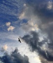 Silhouette of a flying seagull against the clear sky and alarming storm clouds Royalty Free Stock Photo
