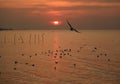 Silhouette of Flying Seagull against Sunrise Sky and the Sea, Gulf of Thailand