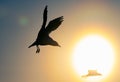 The silhouette of a flying seagull. Red sunset sky background. Dramatic Sunset Sky. The Black-headed Gull Scientific name: Larus